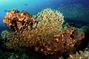 The abundance of Juvenile fish life on Bat Fish Ledge was... by Allen Walker 